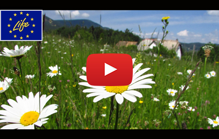 video-program-life-xy