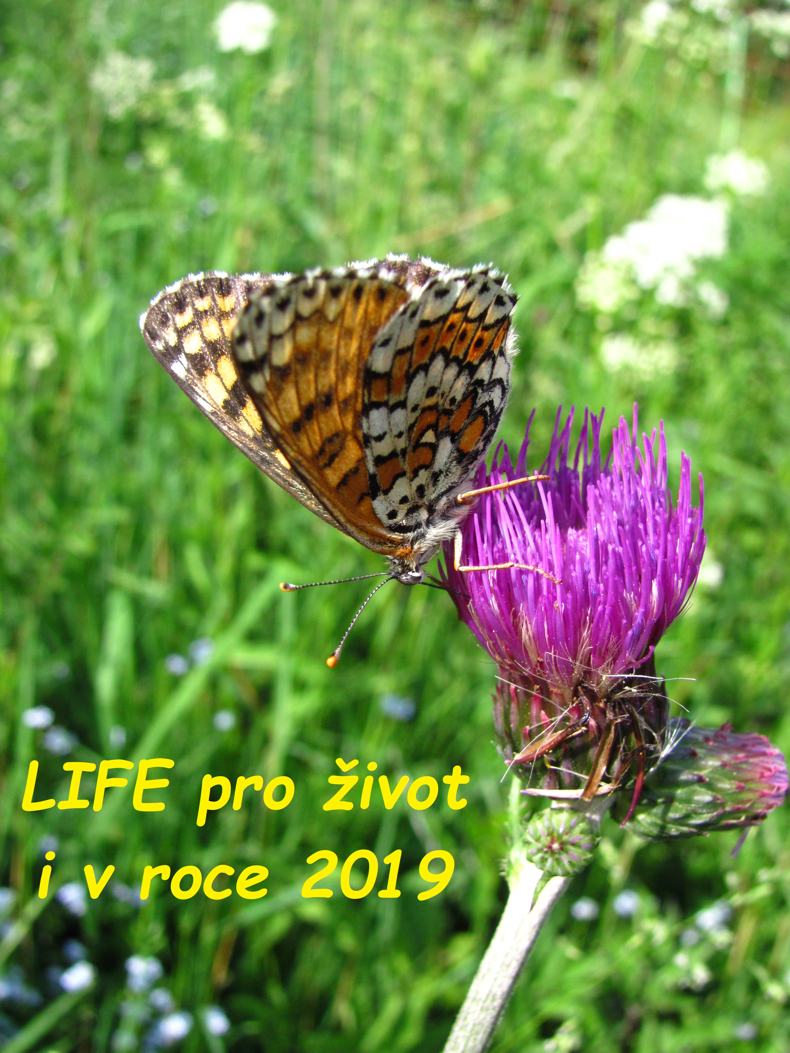 PF 2019
